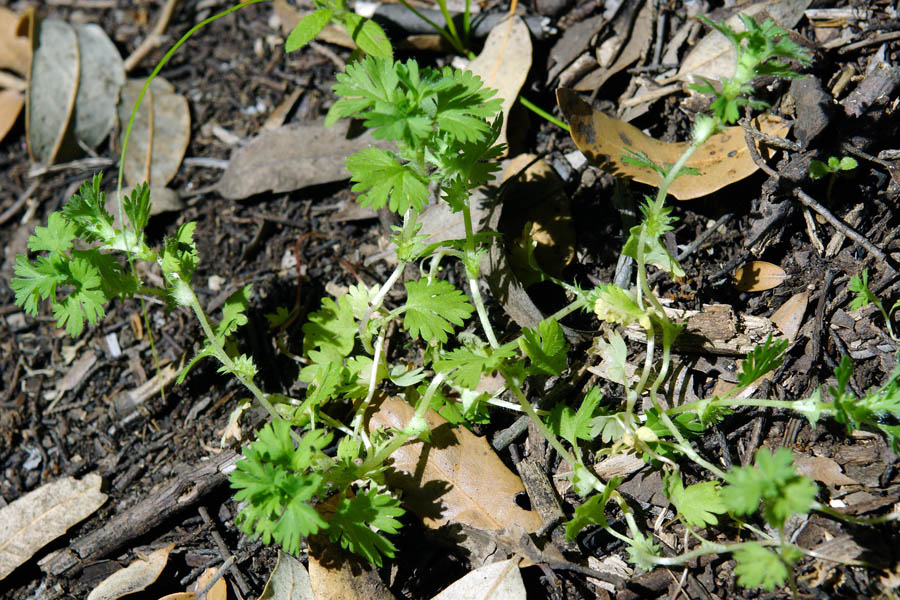 Aphanes pusilla (sensu Arrigoni, 2010) / Ventaglina corsa